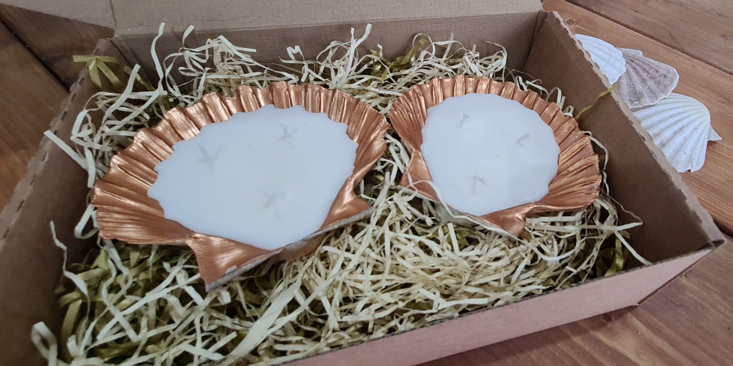 Scallop shell candle box