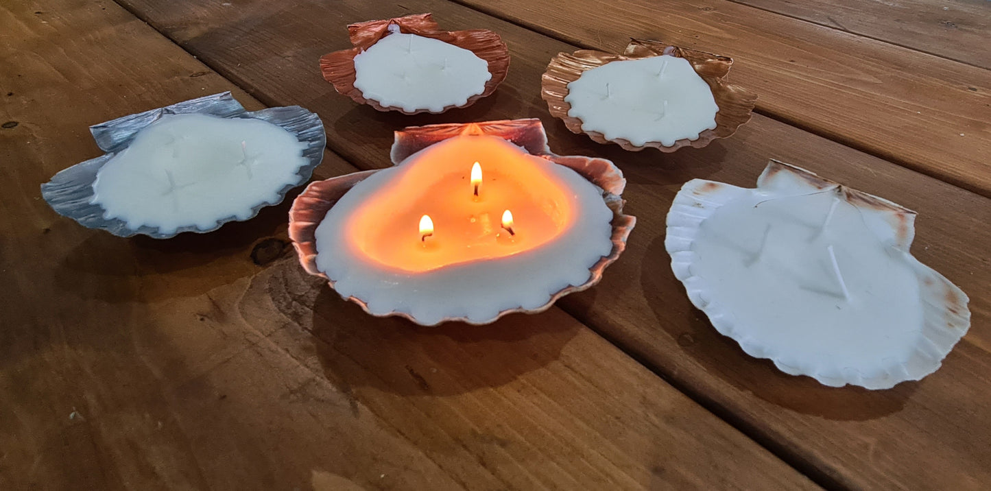 Scallop shell candle box